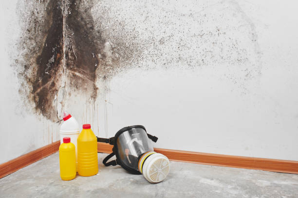 Mold Testing and Removal in Silver Springs Shores, FL