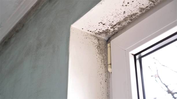 Professional Mold Removal in Silver Springs Shores, FL