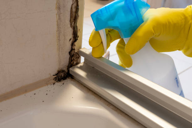 Best Certified Mold Removal  in Silver Springs Shores, FL