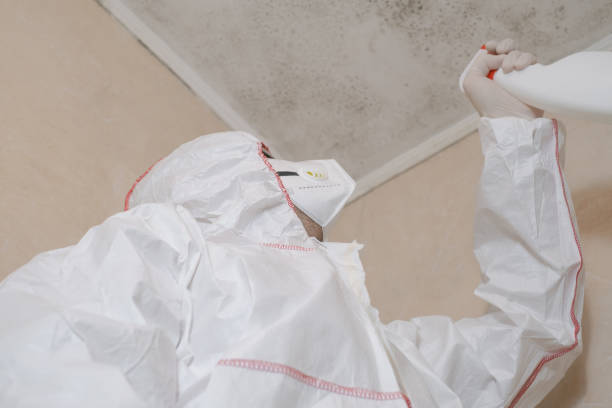 Mold Removal Process in Silver Springs Shores, FL