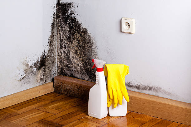 Best Mold Removal Near Me  in Silver Springs Shores, FL