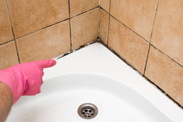 Best Mold Damage Repair  in Silver Springs Shores, FL